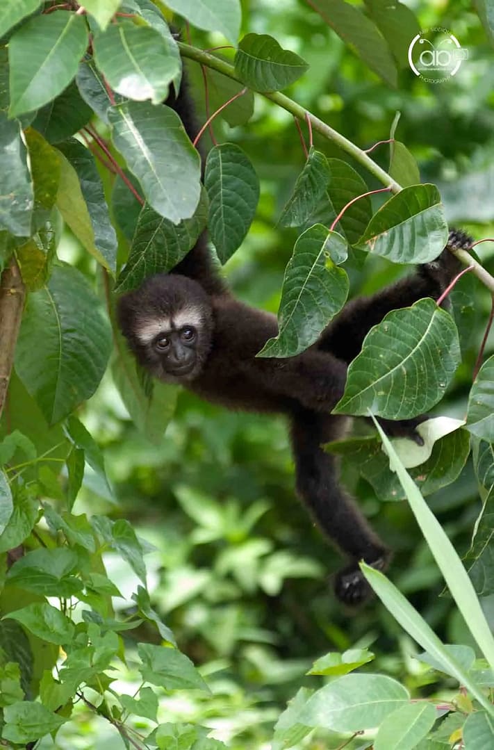 Hoolock Gibbon in Itanagar Zoo